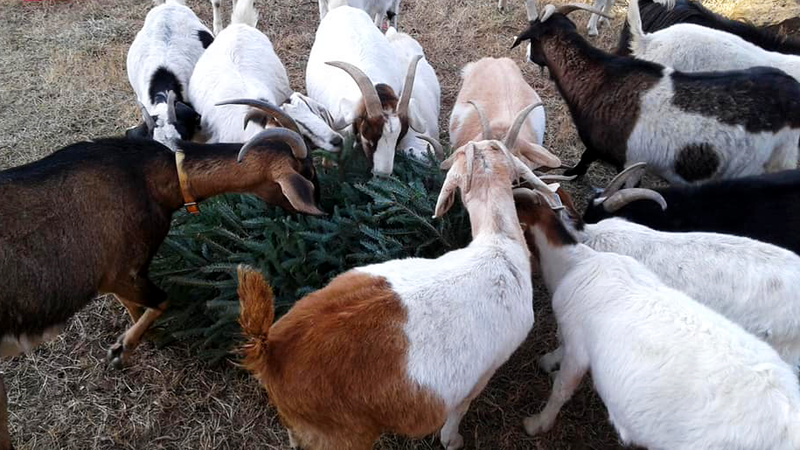 Illustration for article titled The Best Way to Remove Invasive Species? Greedy Goats